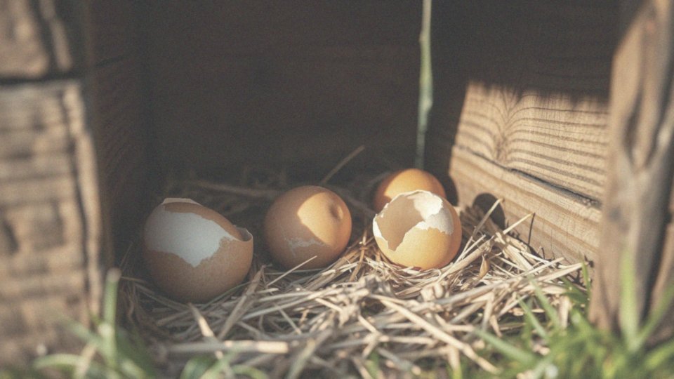 Jakie witaminy wspierają jakość skorupki jaj?