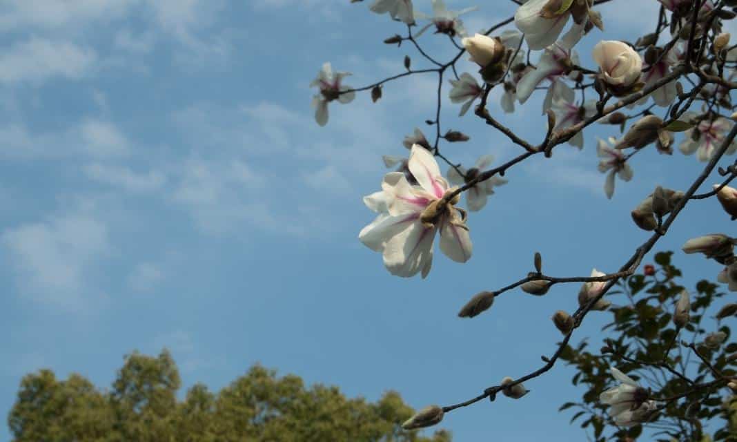 Przywitajmy wiosnę: Pierwszy dzień w Karpaczu! Jak go celebrować?